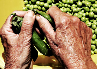 hands of an elderly woman and peas