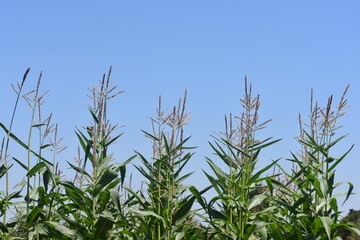 Flora y fauna chilena