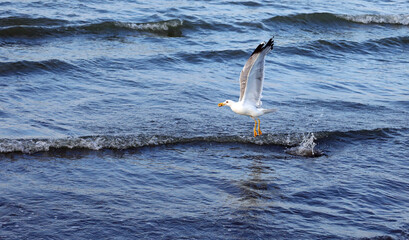 seagull with a bite in its beak takes flight from the sea in summer