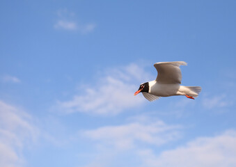 big Black-headed gull on the blue sky