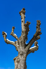 tree trunk with sawn-off trees against the blue sky - obrazy, fototapety, plakaty