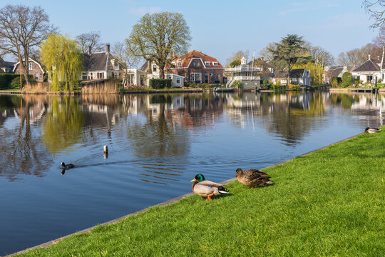 Wild ducks (Anas platyrhynchos) rest on the shore of a quiet lake in a Dutch village