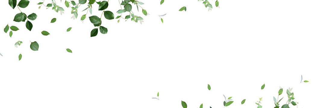 Herbal minimalist vector banner. Hand painted plants, branches, leaves on a white background