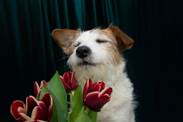 Dog spring. Toned red blue tulips flowers isolated on green velvet fabric background