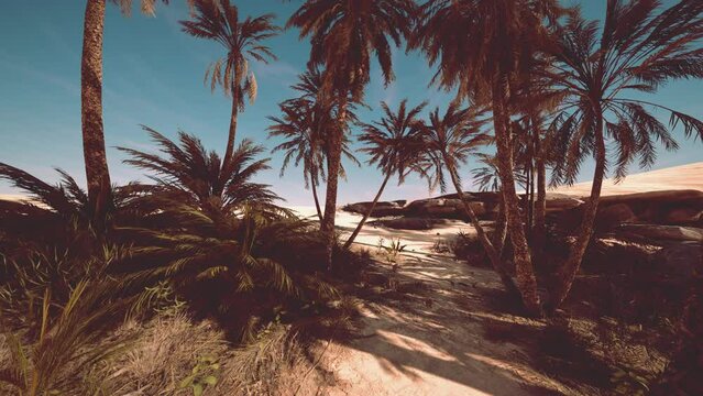 Plantation of date palms intended for healthy food production