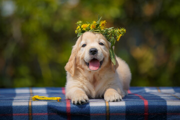happy labrador puppy outdoors