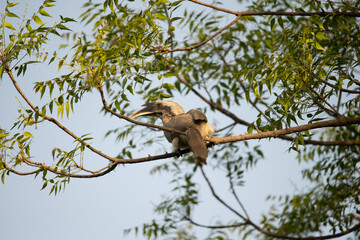 Indian Grey Hornbill