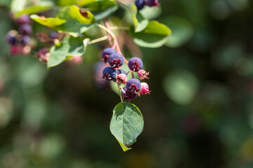 Wild black berry in the forest. Close-up view.