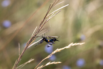 Purple summer flowers in the forest. Close-up view.
