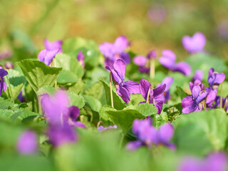 Violet flower blooming in spring park.