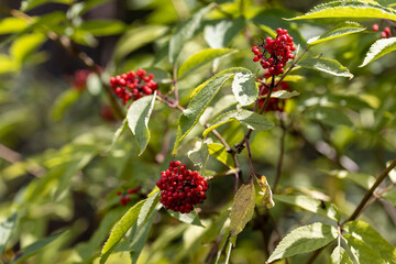 Wild red berry in the forest. Close-up view.