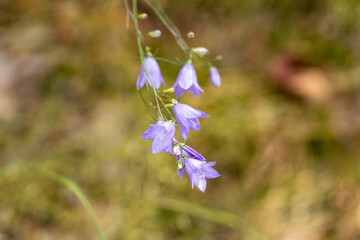 Purple summer flowers in the forest. Close-up view.