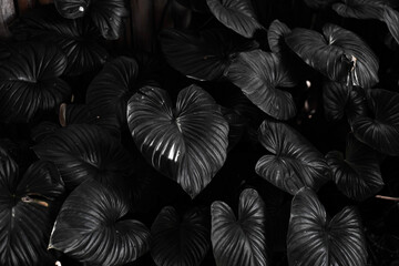 Tropical green leaves, black and white