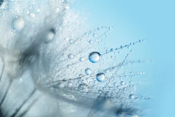 Poster Macro nature. Beautiful dew drops on dandelion seed macro. Beautiful soft background. Water drops on parachutes dandelion. Copy space. soft focus on water droplets. circular shape, abstract background © Serenkonata