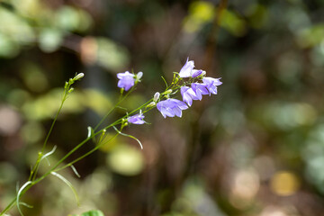 Purple summer flowers in the forest. Close-up view.