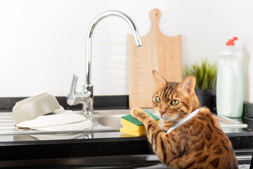 Domestic cat washing dishes with a sponge.