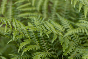 Fern leaves in the summer forest. Close-up view.