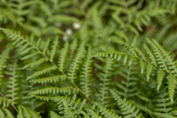 Fern leaves in the summer forest. Close-up view.