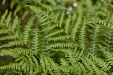 Fern leaves in the summer forest. Close-up view.