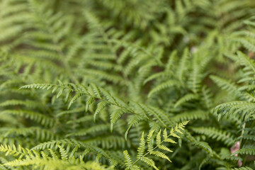 Fern leaves in the summer forest. Close-up view.