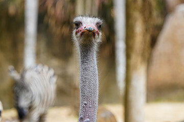 Ostrich head close up