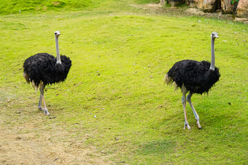 Ostrich in the wild