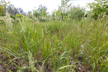 Forest landscape on a summer day.