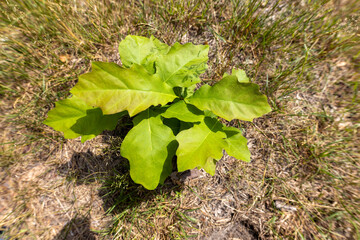 Forest landscape on a summer day.