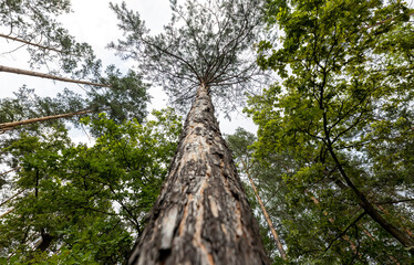Fototapeta premium High crowns of trees in the forest against the sky