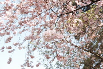 pink blossom in spring