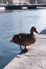 duck in the lake side