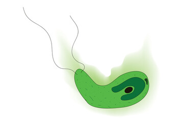Chlamydomonas Anatomy 