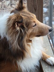 close up of a dog