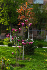 Fototapeta na wymiar Blooming magnolia tree with pink flowers in the garden, Vanadzor