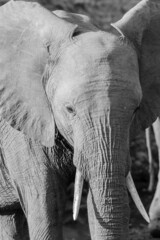 African Elephant with Tusks Close-Up Portrait in Monochrome 