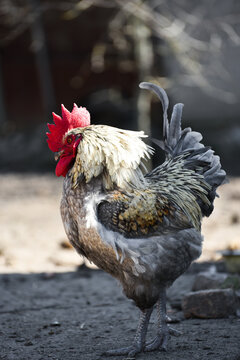 Domestic rooster standing on the farmyard , farmbird photo