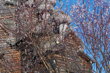 wooden domes of the Intercession Cathedral and blooming mimosa branches against the blue sky