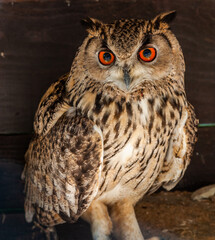Funny owl portrait looking at camera