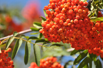 Berries ripen on a branch of rowan (Sorbus aucuparia)