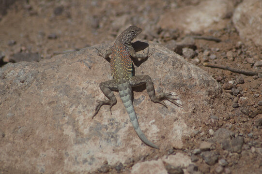 lizard on the stone