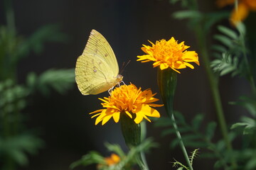 butterfly on yellow bloom flower in the garden
