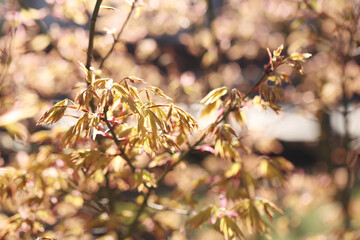 spring flowers bloomed on the tree. Young plants. Background image. Spring.