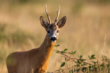 Close-up view of a roe deer, capreolus capreolus, alert buck facing camera on summer meadow. Animal wildlife in natural environment. Mammal with blurred background and copy space.