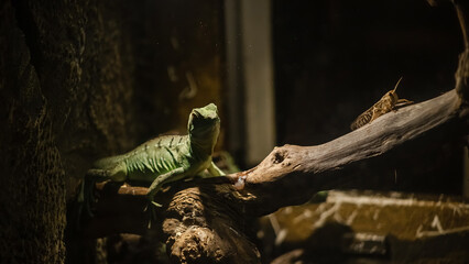 A lizard in a terrarium. The texture of the reptile's skin.