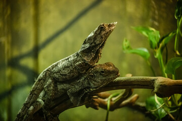 A lizard in a terrarium. The texture of the reptile's skin.