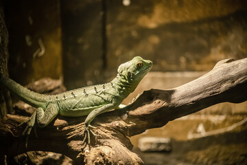 A lizard in a terrarium. The texture of the reptile's skin.