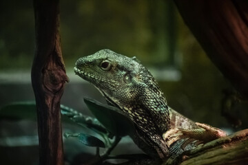A lizard in a terrarium. The texture of the reptile's skin.