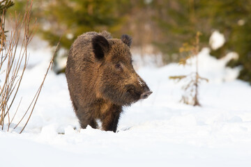 Wild boar, sus scrofa, approaching on snowy glade in winter nature. Brown swine walking on snow in wintertime. Snout observing on white environment from front.