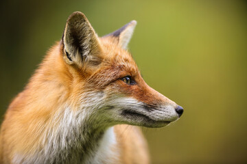 red fox, vulpes vulpes, looking aside in summer with blurred background. Detail of orange mammal watching from profile. Wild predator observing in green environment in close up.