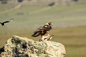 aguila imperial con presa sobre una roca